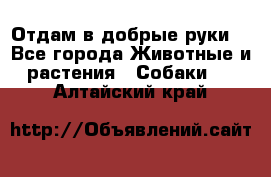 Отдам в добрые руки  - Все города Животные и растения » Собаки   . Алтайский край